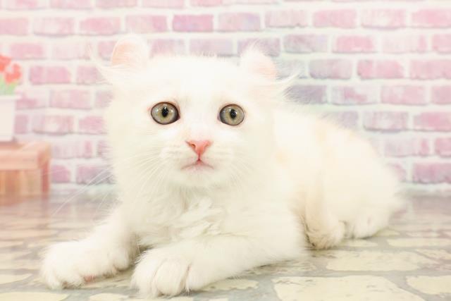 栃木県のアメリカンカール (Coo&RIKUFKDインターパーク店/2025年6月9日生まれ/男の子/クリームホワイト)の子猫の2枚目の画像