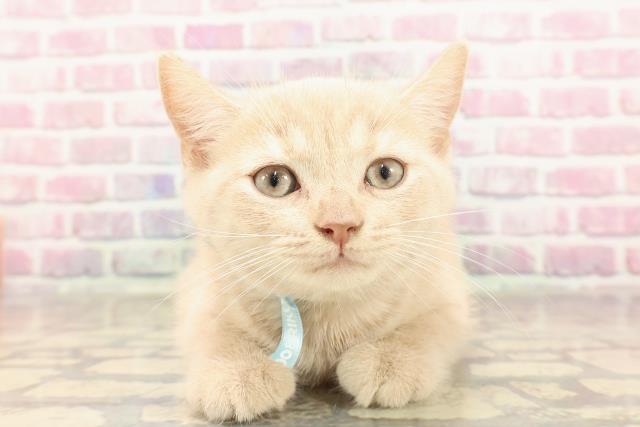 神奈川県のブリティッシュショートヘアー (Coo&RIKU藤沢店/2025年5月31日生まれ/男の子/クリームタビー)の子猫の1枚目の画像