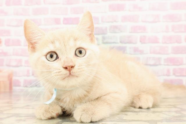 神奈川県のブリティッシュショートヘアー (Coo&RIKU藤沢店/2025年5月31日生まれ/男の子/クリームタビー)の子猫の2枚目の画像