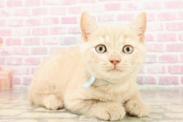 神奈川県のブリティッシュショートヘアー (Coo&RIKU藤沢店/2025年5月31日生まれ/男の子/クリームタビー)の子猫の3枚目の画像