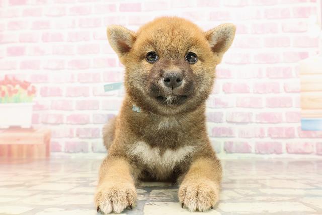 神奈川県の柴犬(標準サイズ) (Coo&RIKU平塚店/2025年6月2日生まれ/男の子/赤)の子犬の1枚目の画像