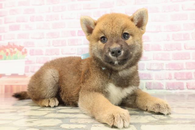 神奈川県の柴犬(標準サイズ) (Coo&RIKU平塚店/2025年6月2日生まれ/男の子/赤)の子犬の3枚目の画像