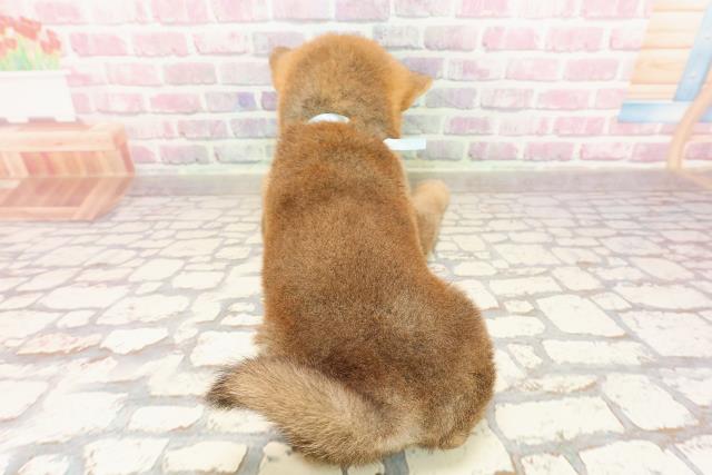 神奈川県の柴犬(標準サイズ) (Coo&RIKU平塚店/2025年6月2日生まれ/男の子/赤)の子犬の4枚目の画像