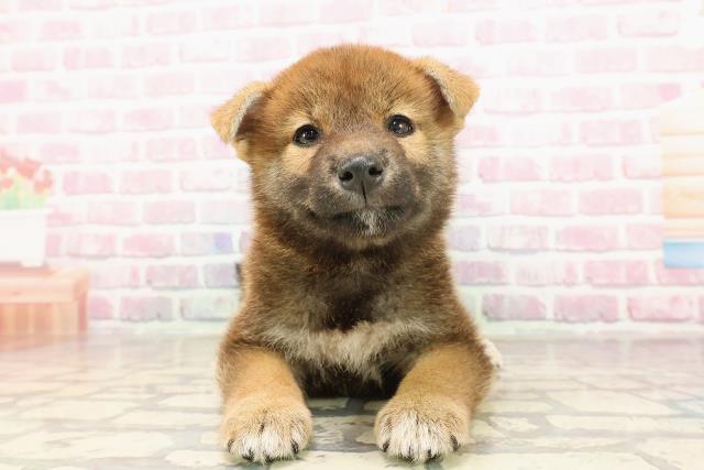 神奈川県の柴犬(標準サイズ) (Coo&RIKU横浜港南台店/2025年6月2日生まれ/女の子/赤)の子犬