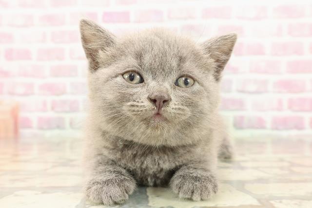 東京都のブリティッシュショートヘアー (Coo&RIKU大久保店/2025年6月5日生まれ/男の子/ブルー)の子猫