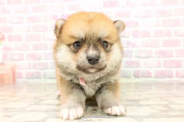 東京都の豆柴 (Coo&RIKU吉祥寺店/2025年6月8日生まれ/女の子/赤)の子犬