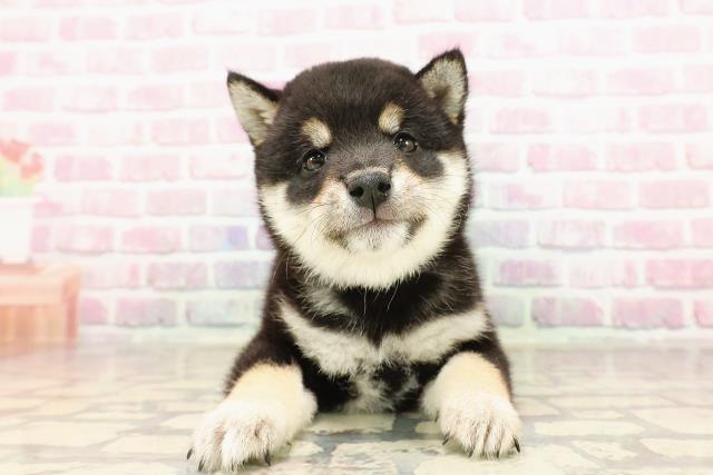 東京都の豆柴 (Coo&RIKU中野サンモール店/2025年6月10日生まれ/男の子/黒)の子犬