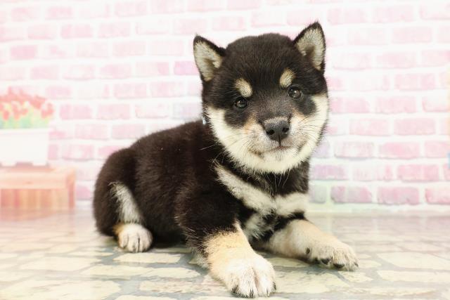 東京都の豆柴 (Coo&RIKU中野サンモール店/2025年6月10日生まれ/男の子/黒)の子犬の3枚目の画像