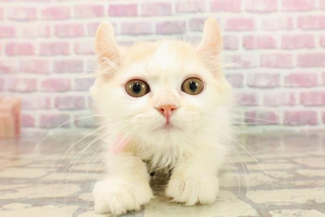 栃木県のキンカロー (Coo&RIKU宇都宮店/2025年5月10日生まれ/女の子/レッドホワイト)の子猫の1枚目の画像
