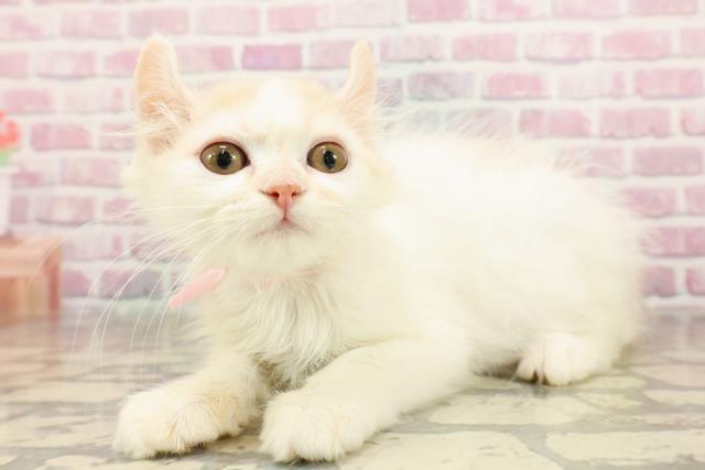 栃木県のキンカロー (Coo&RIKU宇都宮店/2025年5月10日生まれ/女の子/レッドホワイト)の子猫の2枚目の画像