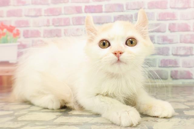 栃木県のキンカロー (Coo&RIKU宇都宮店/2025年5月10日生まれ/女の子/レッドホワイト)の子猫の3枚目の画像