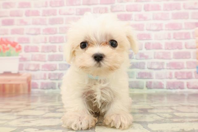 埼玉県のマルチーズ (Coo&RIKU綿半坂戸店/2025年6月8日生まれ/男の子/ホワイト)の子犬