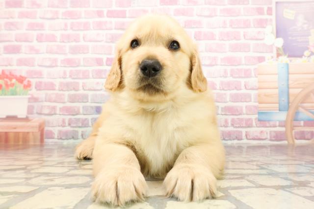 栃木県のゴールデンレトリバー (Coo&RIKUFKDインターパーク店/2025年6月10日生まれ/男の子/ゴールデン)の子犬の1枚目の画像