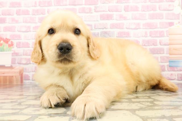 栃木県のゴールデンレトリバー (Coo&RIKUFKDインターパーク店/2025年6月10日生まれ/男の子/ゴールデン)の子犬の2枚目の画像