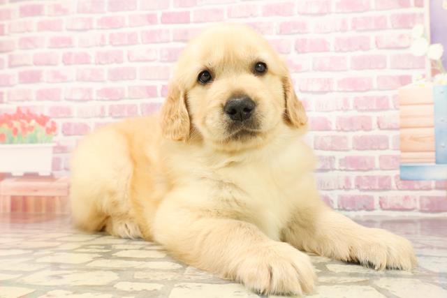 栃木県のゴールデンレトリバー (Coo&RIKUFKDインターパーク店/2025年6月10日生まれ/男の子/ゴールデン)の子犬の3枚目の画像