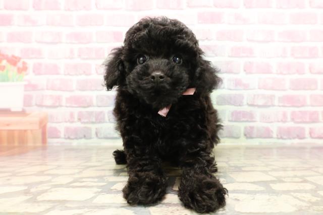 東京都のトイプードル(トイ) (Coo&RIKU広尾店/2025年6月10日生まれ/女の子/ブラック)の子犬