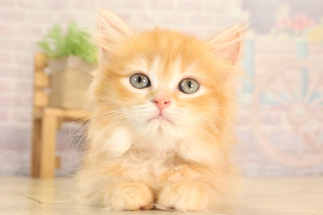 愛知県のミヌエット (Coo&RIKU名古屋みなと店/2025年6月1日生まれ/女の子/レッドタビー)の子猫の1枚目の画像