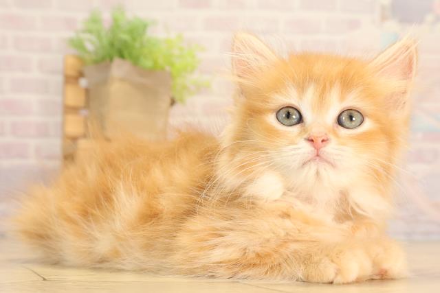 愛知県のミヌエット (Coo&RIKU名古屋みなと店/2025年6月1日生まれ/女の子/レッドタビー)の子猫の2枚目の画像