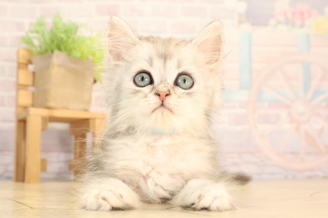 愛知県のミヌエット (Coo&RIKU東海店/2025年6月1日生まれ/男の子/シルバータビー)の子猫の1枚目の画像