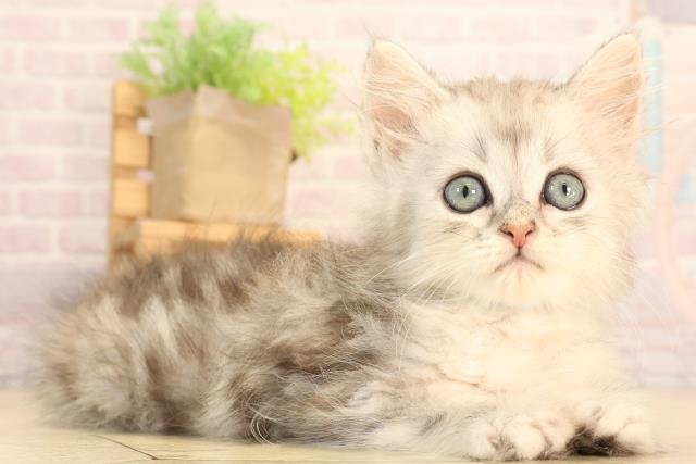 愛知県のミヌエット (Coo&RIKU東海店/2025年6月1日生まれ/男の子/シルバータビー)の子猫の2枚目の画像