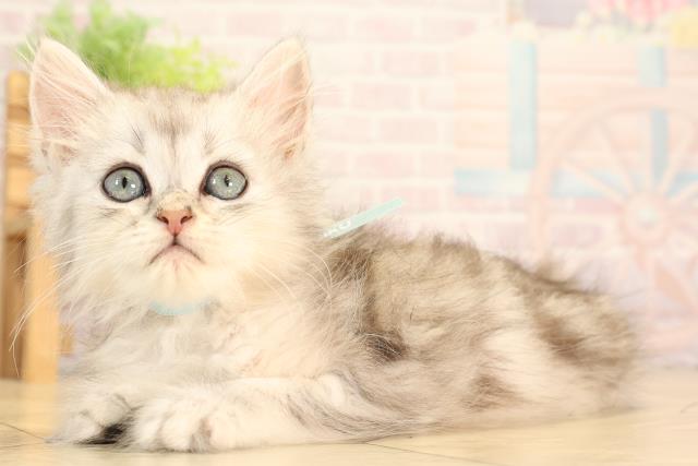 愛知県のミヌエット (Coo&RIKU東海店/2025年6月1日生まれ/男の子/シルバータビー)の子猫の3枚目の画像