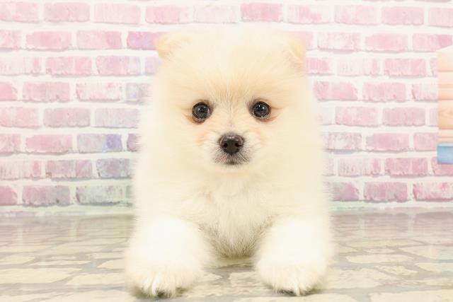 東京都のポメラニアン (Coo&RIKU板橋店/2025年6月9日生まれ/男の子/クリーム)の子犬