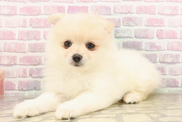 東京都のポメラニアン (Coo&RIKU板橋店/2025年6月9日生まれ/男の子/クリーム)の子犬の2枚目の画像