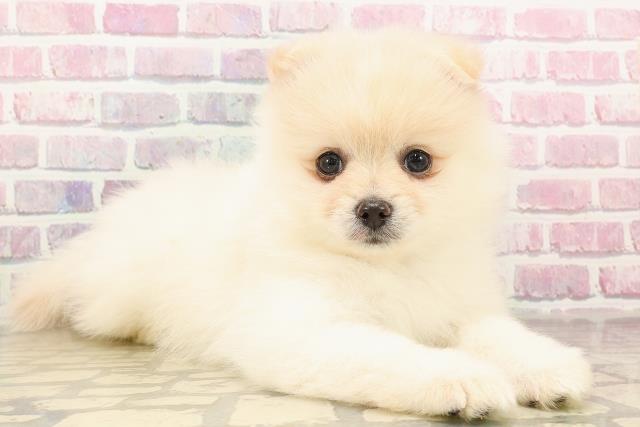 東京都のポメラニアン (Coo&RIKU板橋店/2025年6月9日生まれ/男の子/クリーム)の子犬の3枚目の画像