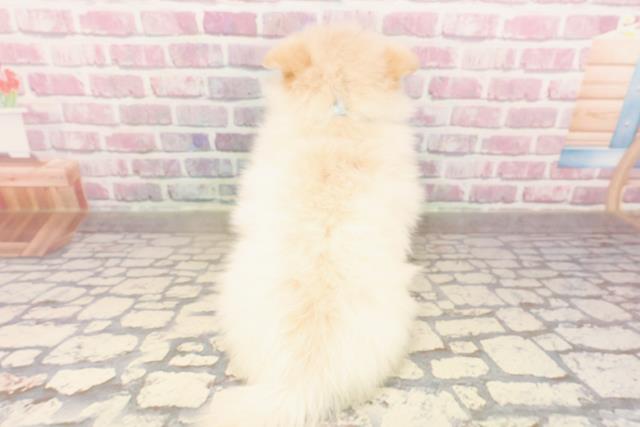 東京都のポメラニアン (Coo&RIKU板橋店/2025年6月9日生まれ/男の子/クリーム)の子犬の4枚目の画像