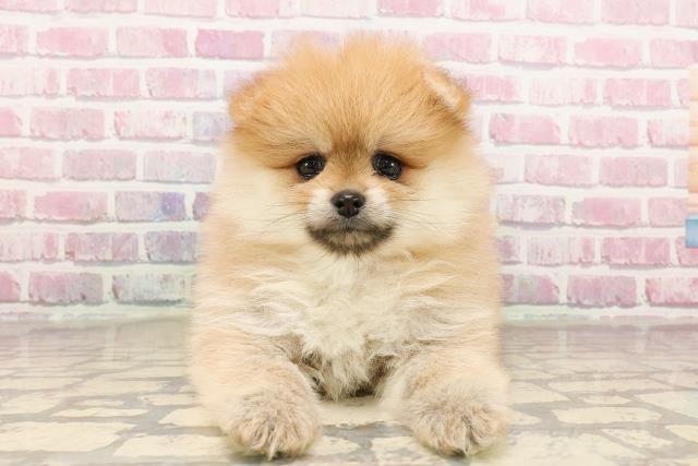 埼玉県のポメラニアン (Coo&RIKU春日部店/2025年6月9日生まれ/女の子/オレンジ)の子犬