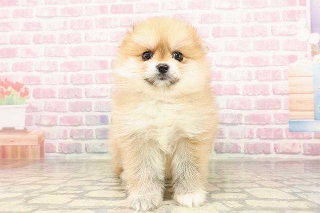 埼玉県のポメラニアン (Coo&RIKU川口戸塚店/2025年6月9日生まれ/女の子/オレンジ)の子犬の1枚目の画像