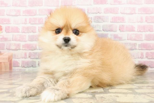 埼玉県のポメラニアン (Coo&RIKU川口戸塚店/2025年6月9日生まれ/女の子/オレンジ)の子犬の2枚目の画像