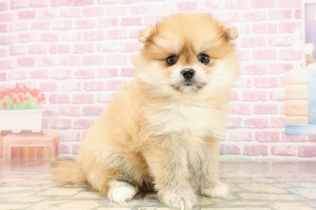 埼玉県のポメラニアン (Coo&RIKU川口戸塚店/2025年6月9日生まれ/女の子/オレンジ)の子犬の3枚目の画像