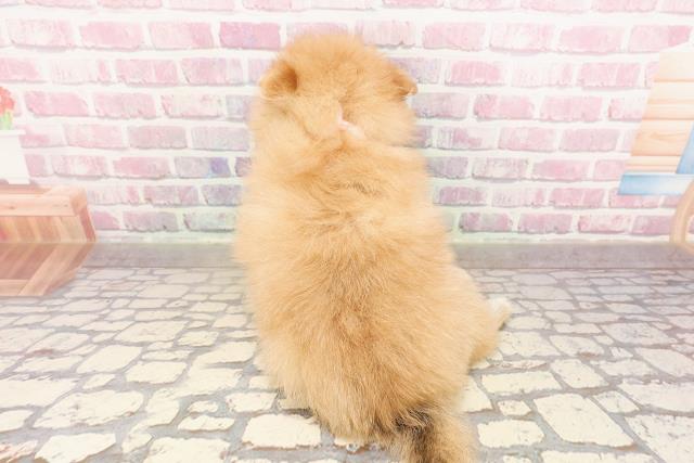 埼玉県のポメラニアン (Coo&RIKU川口戸塚店/2025年6月9日生まれ/女の子/オレンジ)の子犬の4枚目の画像