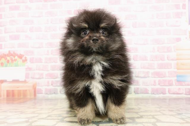 埼玉県のポメラニアン (Coo&RIKU春日部店/2025年6月4日生まれ/男の子/ブラックタンホワイト)の子犬