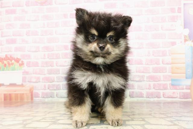 東京都のポメラニアン (Coo&RIKU江戸川店/2025年6月4日生まれ/男の子/ブラックタンホワイト)の子犬の1枚目の画像