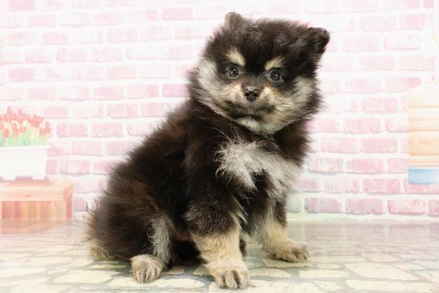 東京都のポメラニアン (Coo&RIKU江戸川店/2025年6月4日生まれ/男の子/ブラックタンホワイト)の子犬の3枚目の画像