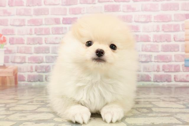 千葉県のポメラニアン (Coo&RIKU南柏店/2025年6月4日生まれ/男の子/クリーム)の子犬