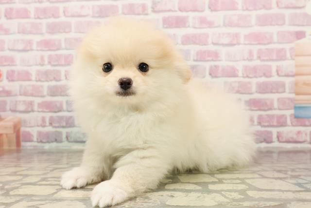 千葉県のポメラニアン (Coo&RIKU南柏店/2025年6月4日生まれ/男の子/クリーム)の子犬の2枚目の画像