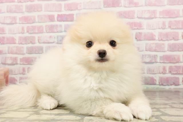 千葉県のポメラニアン (Coo&RIKU南柏店/2025年6月4日生まれ/男の子/クリーム)の子犬の3枚目の画像
