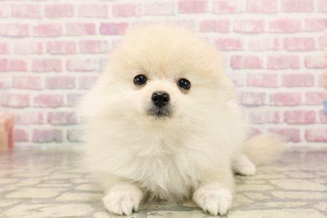 埼玉県のポメラニアン (Coo&RIKU草加バイパス店/2025年6月4日生まれ/女の子/クリーム)の子犬