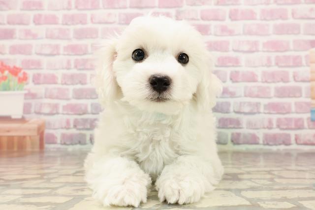 千葉県のビションフリーゼ (Coo&RIKU流山店/2025年6月5日生まれ/男の子/ホワイト)の子犬