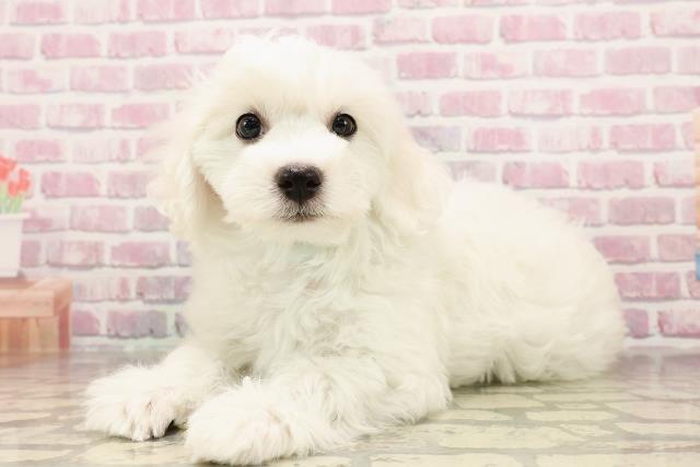 千葉県のビションフリーゼ (Coo&RIKU流山店/2025年6月5日生まれ/男の子/ホワイト)の子犬の2枚目の画像