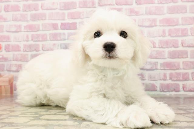 千葉県のビションフリーゼ (Coo&RIKU流山店/2025年6月5日生まれ/男の子/ホワイト)の子犬の3枚目の画像