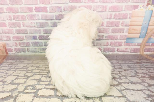 千葉県のビションフリーゼ (Coo&RIKU流山店/2025年6月5日生まれ/男の子/ホワイト)の子犬の4枚目の画像