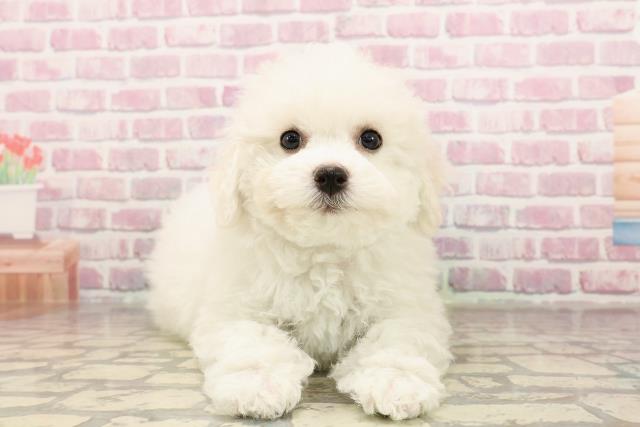 静岡県のビションフリーゼ (Coo&RIKU沼津店/2025年6月5日生まれ/女の子/ホワイト)の子犬の1枚目の画像