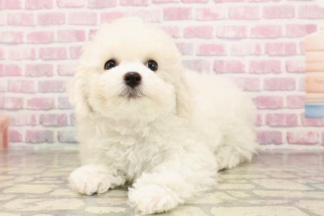 静岡県のビションフリーゼ (Coo&RIKU沼津店/2025年6月5日生まれ/女の子/ホワイト)の子犬の2枚目の画像