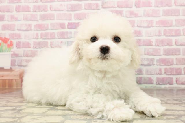静岡県のビションフリーゼ (Coo&RIKU沼津店/2025年6月5日生まれ/女の子/ホワイト)の子犬の3枚目の画像