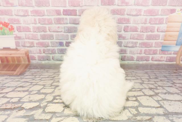 静岡県のビションフリーゼ (Coo&RIKU沼津店/2025年6月5日生まれ/女の子/ホワイト)の子犬の4枚目の画像