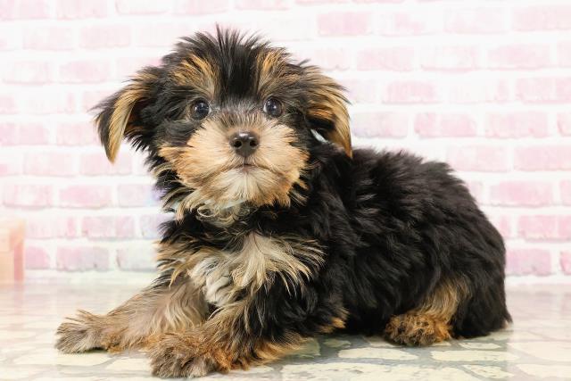 静岡県のヨークシャーテリア (Coo&RIKU浜松店/2025年6月5日生まれ/男の子/スチールブルータン)の子犬の2枚目の画像